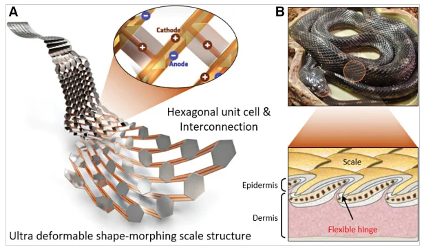 A Flexible and Stretchable Battery Inspired by Snake Scales